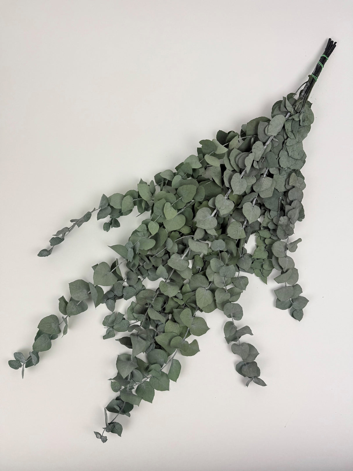 Eucalyptus Stuartiana, Preserved, Green/Silver, 150g