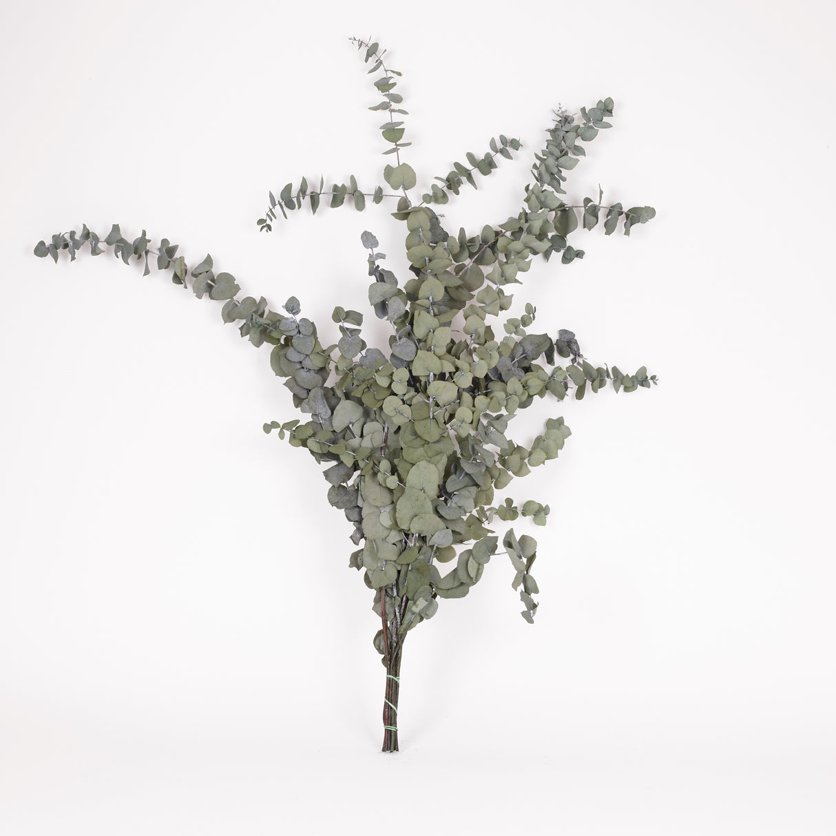 Eucalyptus Stuartiana, Preserved, Green/Silver, 150g