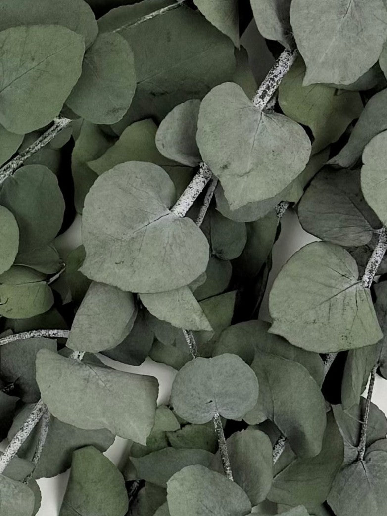 Eucalyptus Stuartiana, Preserved, Green/Silver, 150g