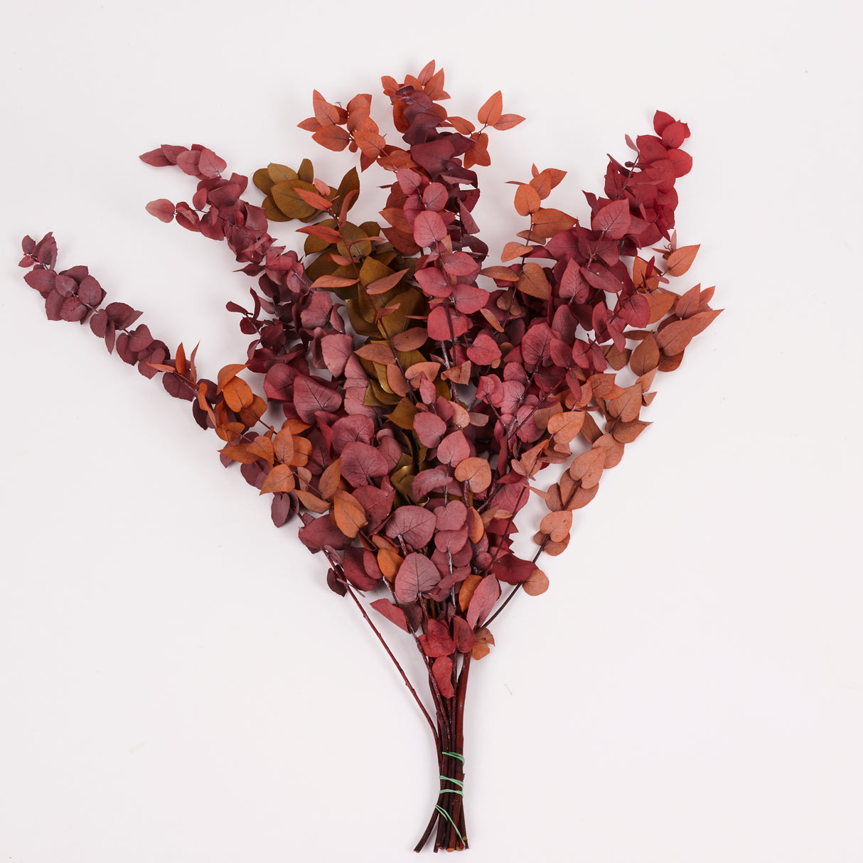 Eucalyptus Stuartiana, Preserved, Spring/Summer Mix