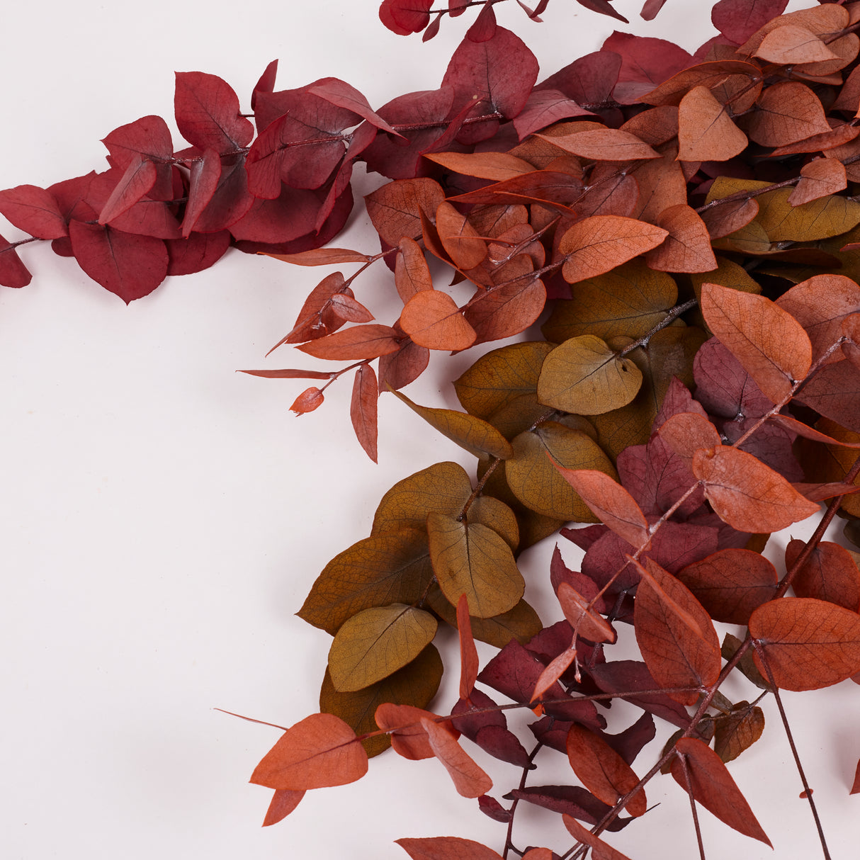 Eucalyptus Stuartiana, Preserved, Spring/Summer Mix