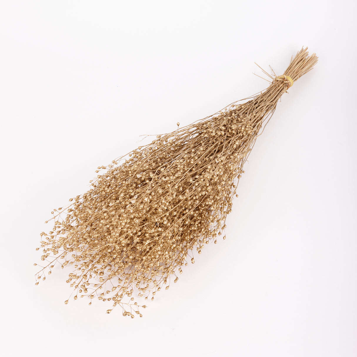 Lepidium, Atraxa, Dried, Dyed Gold