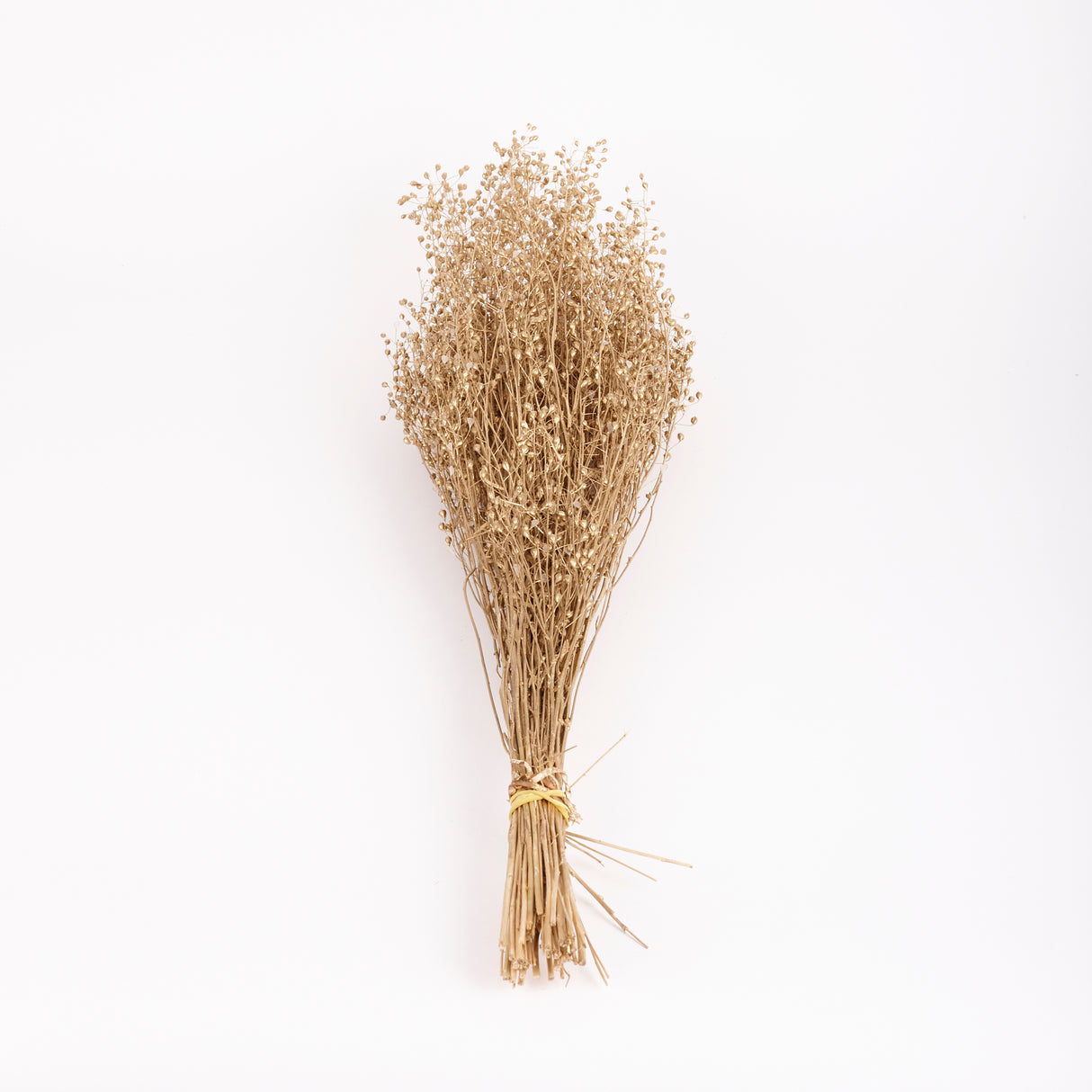 Lepidium, Atraxa, Dried, Dyed Gold