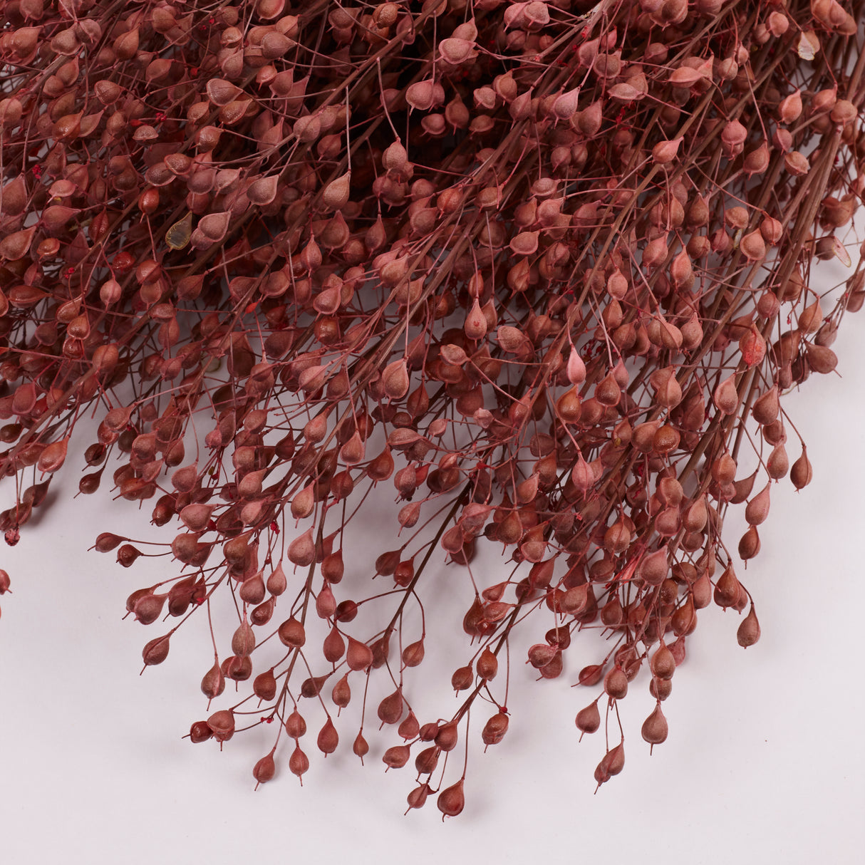 Lepidium atraxa, Dried, Pink, Bunch