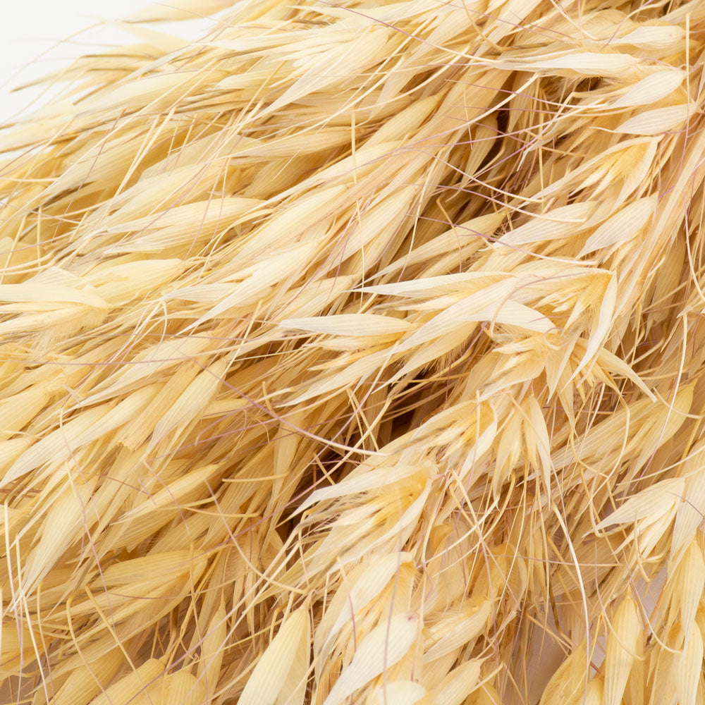 a bunch of natural coloured wild oats