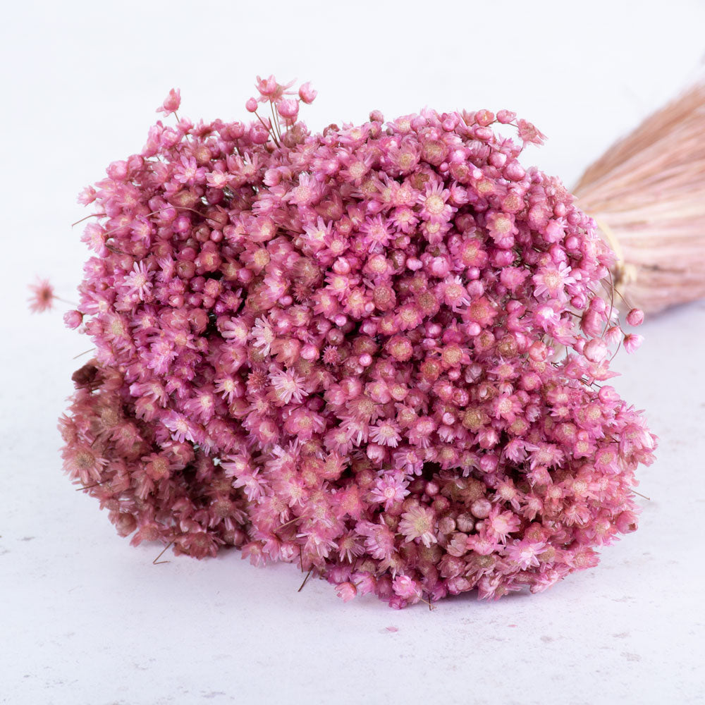 Marcela Flower, Pink Misty