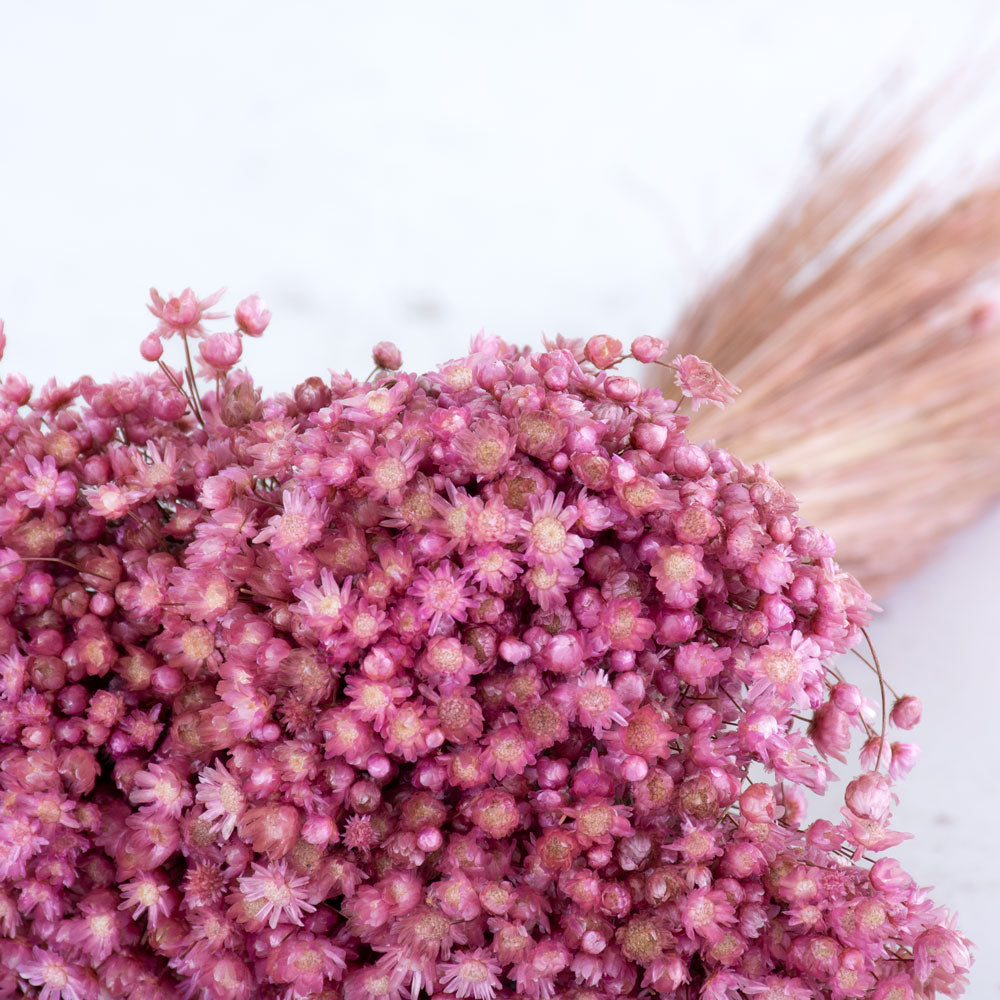 Marcela Flower, Pink Misty