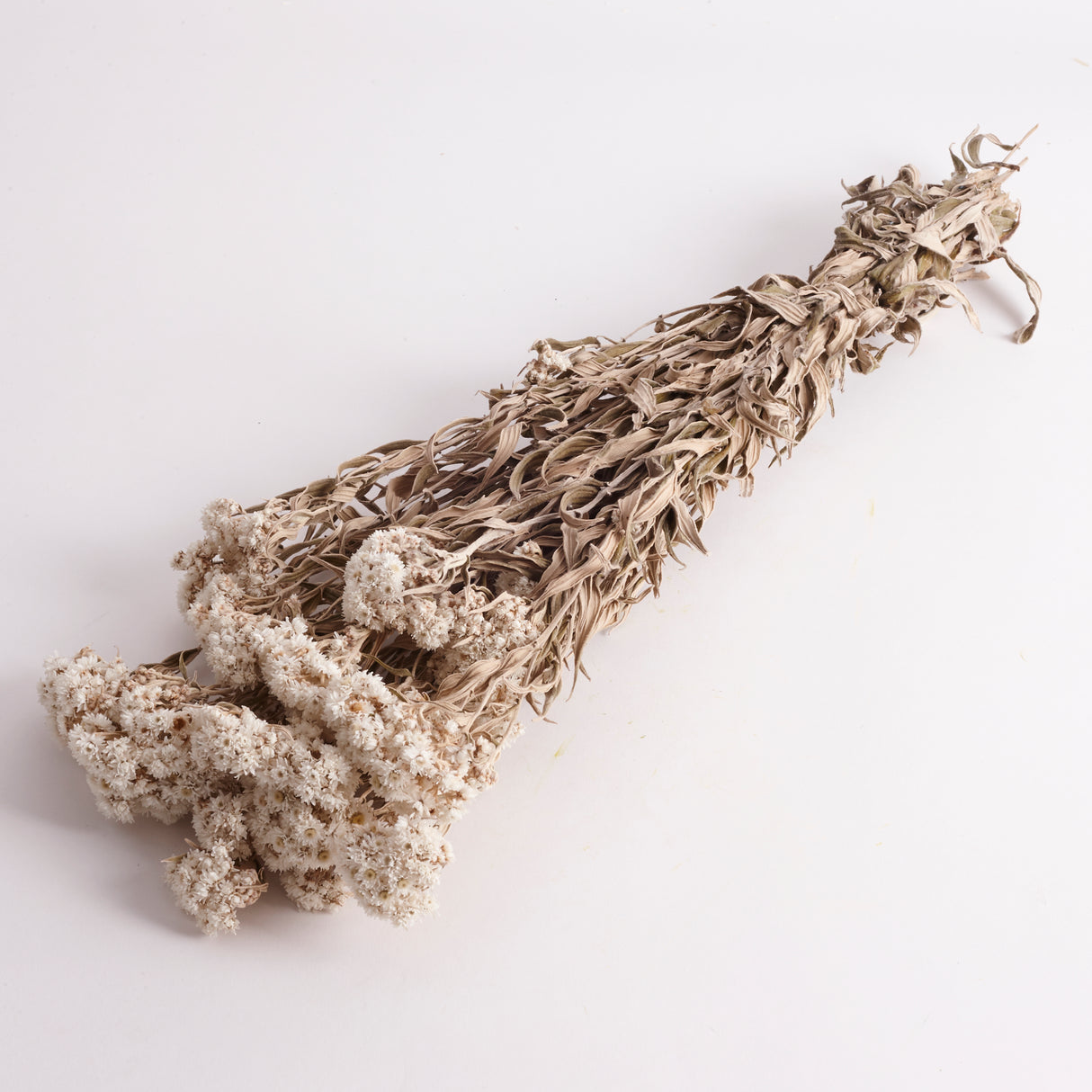 Anaphalis, Dried, Natural White, Bunch