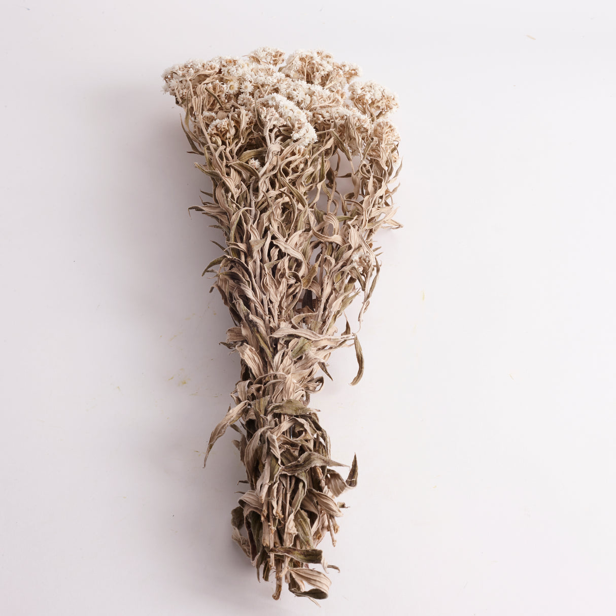 Anaphalis, Dried, Natural White, Bunch