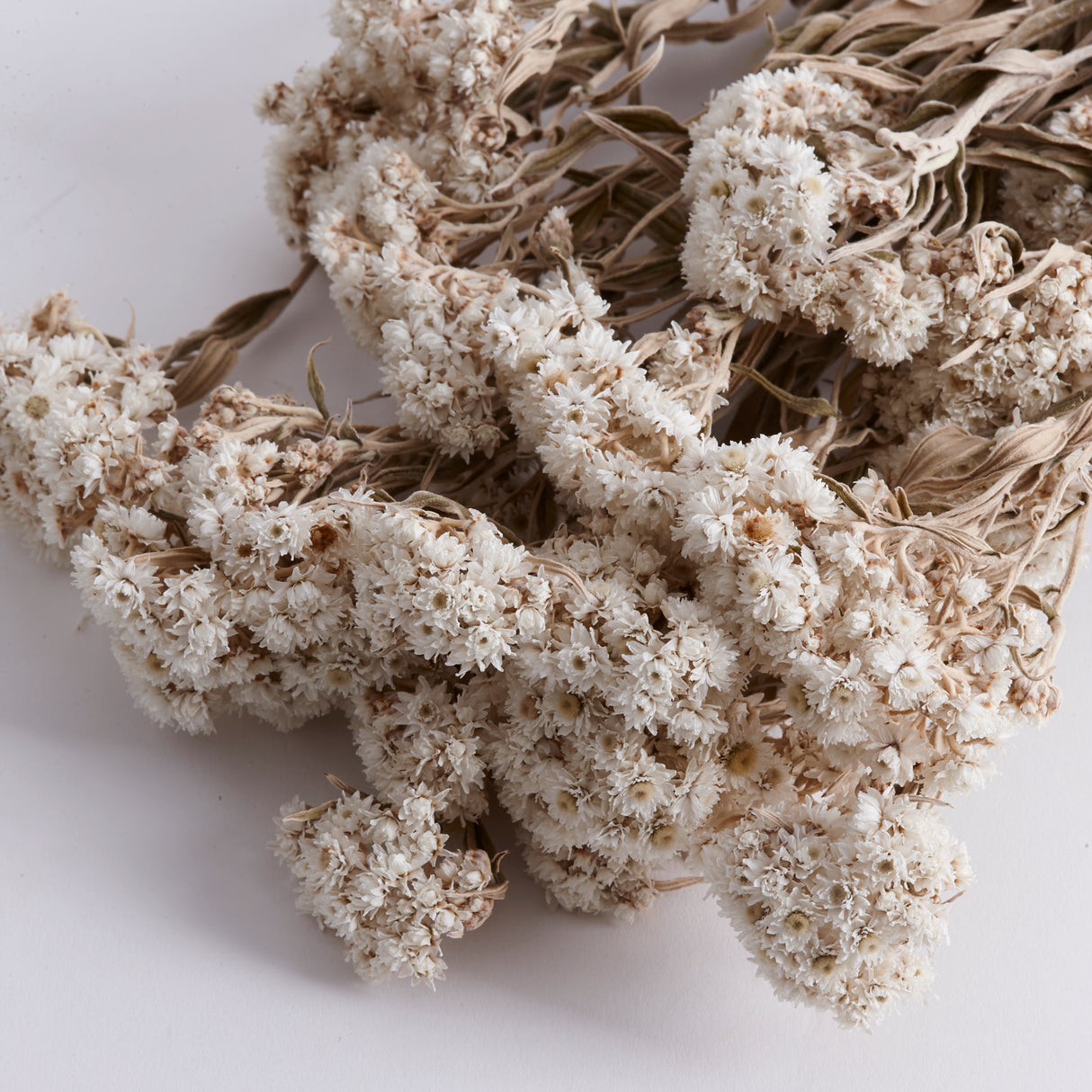 Anaphalis, Dried, Natural White, Bunch