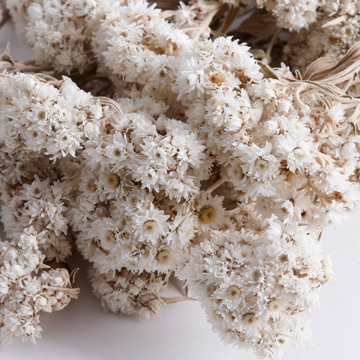 Anaphalis, Dried, Natural White, Bunch