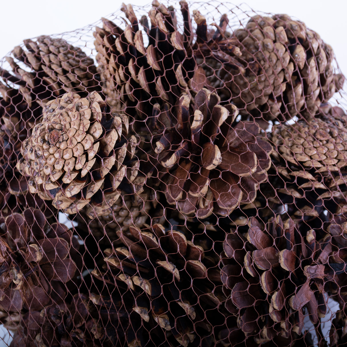 This image shows a net containing pine cones, set against a white background
