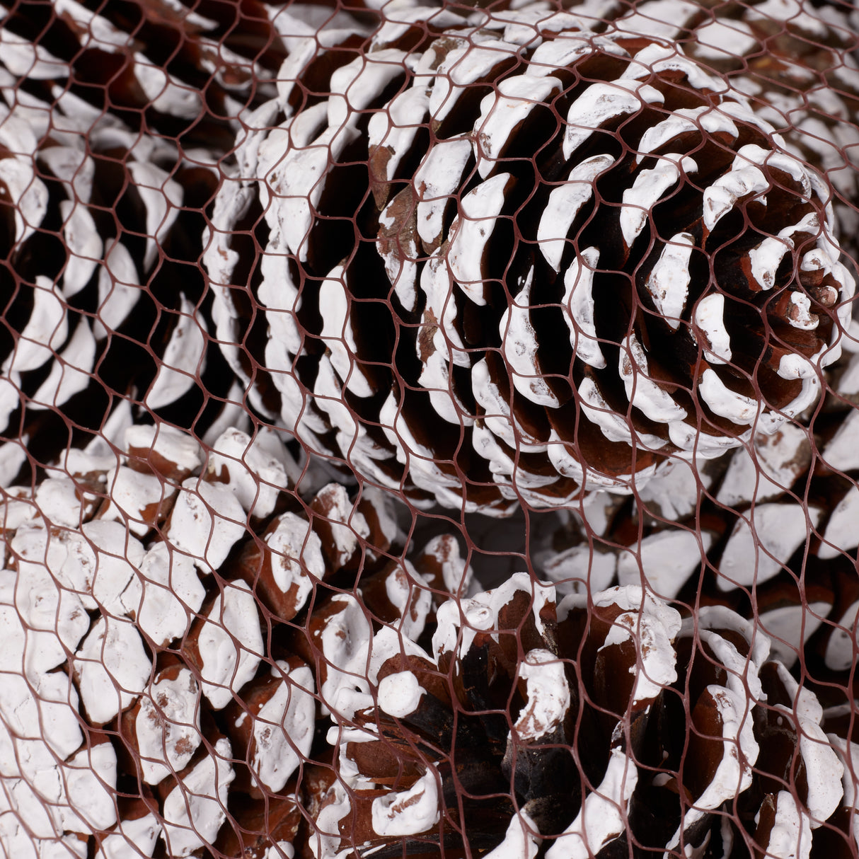 Maritima Cones, Natural with White Painted Tips, Net x 12 Cones