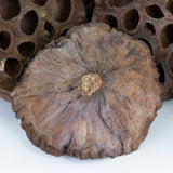 This image shows a lotus seed head on a white background
