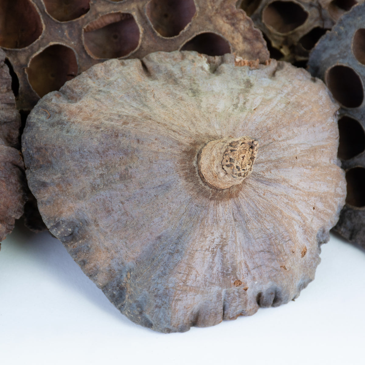 This image shows a lotus seed head on a white background