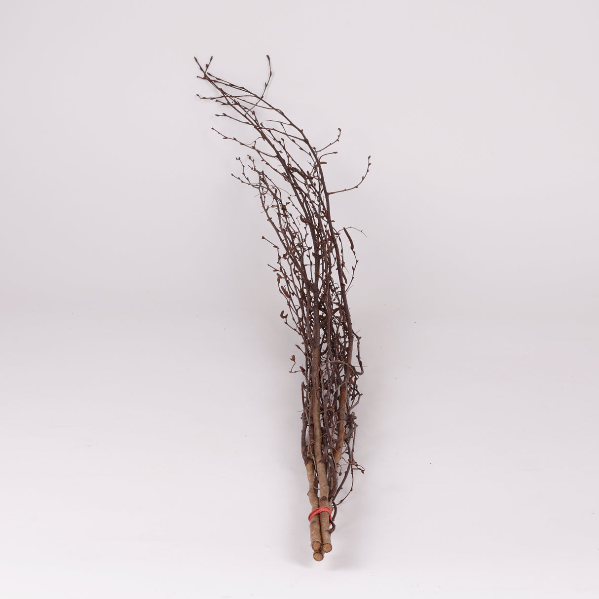 Birch, Natural & Dried, 3pc Bunch, 115cm