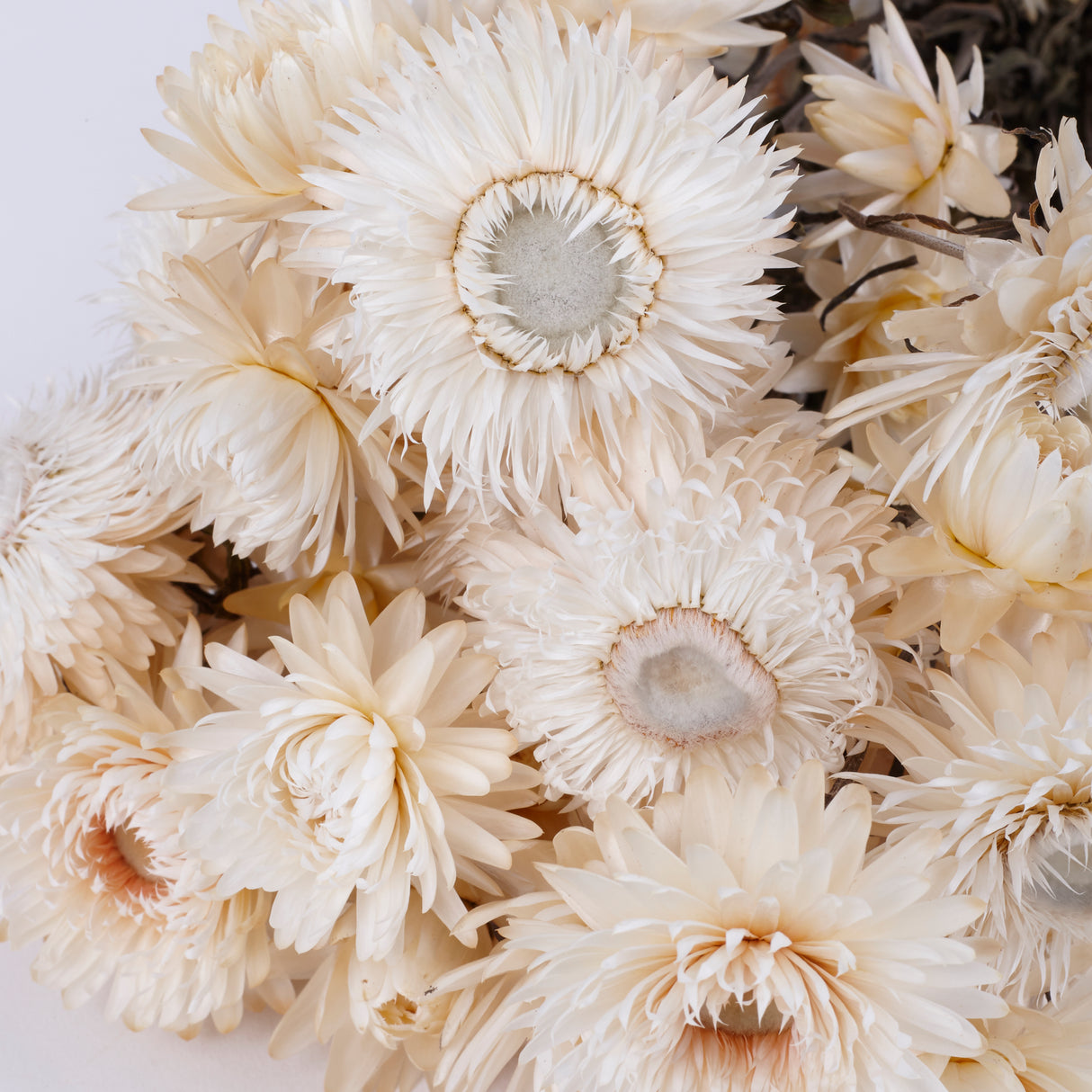Helichrysum, Dried, Natural Cream, 45cm Bunch