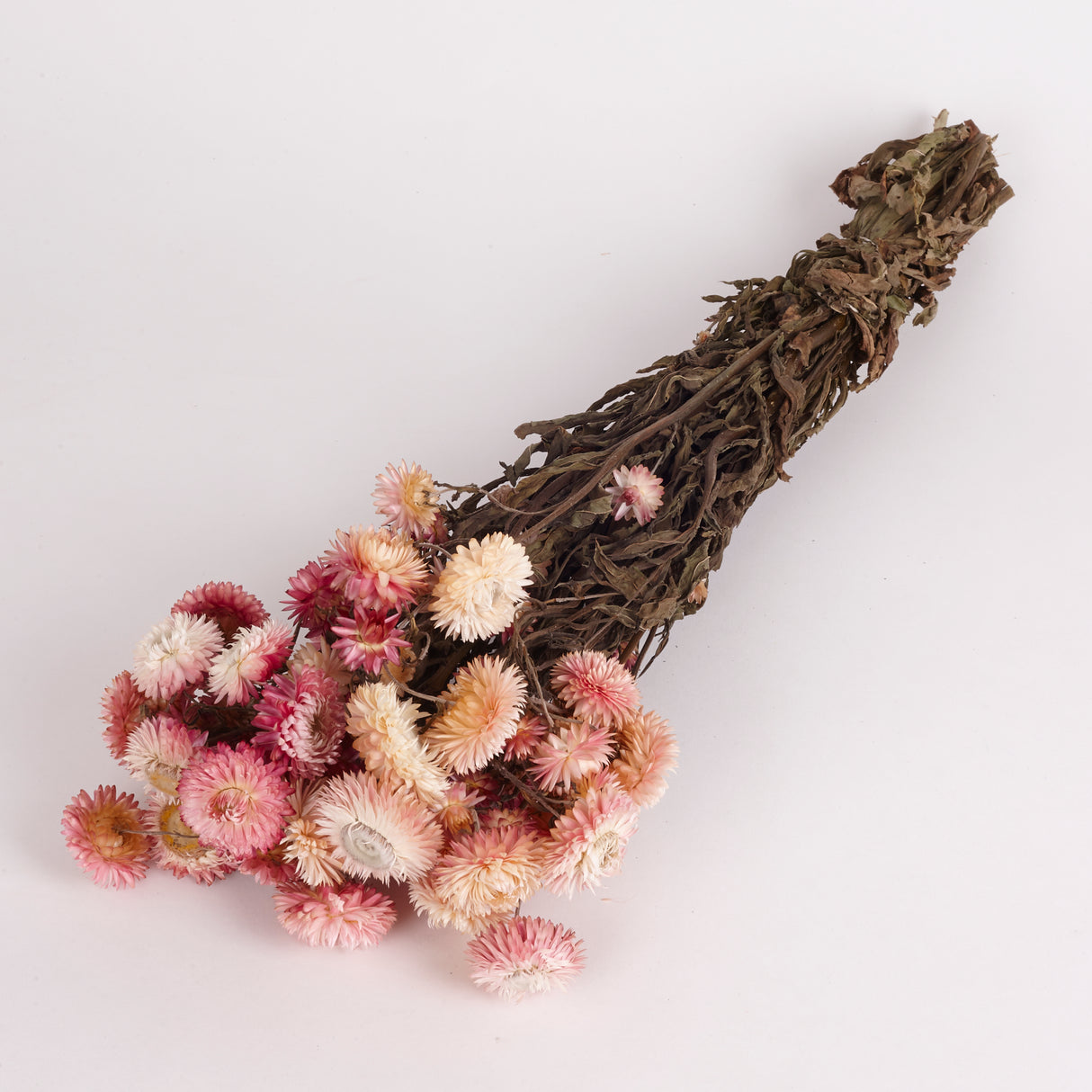 Image shows a bunch of Straw flower or Helichrysum in a pink colour. Flower heads vary in shades of pink