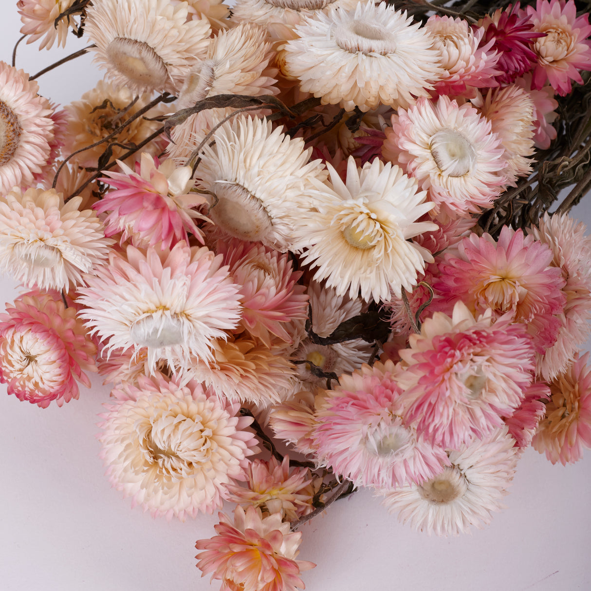 Helichrysum, Dried, Natural Light Pink, 45cm Bunch