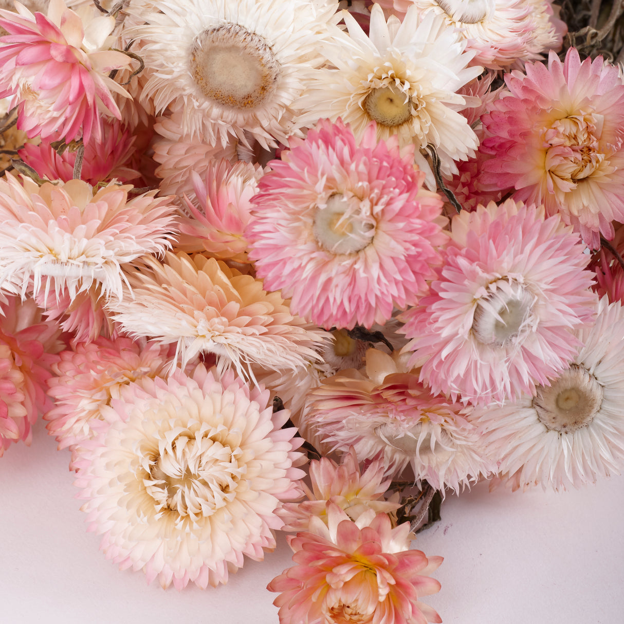 Helichrysum, Dried, Natural Light Pink, 45cm Bunch