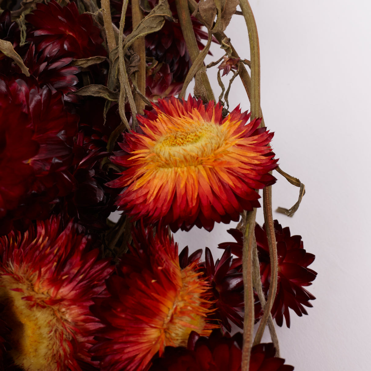 Helichrysum, Dried, Natural Red, 45cm Bunch