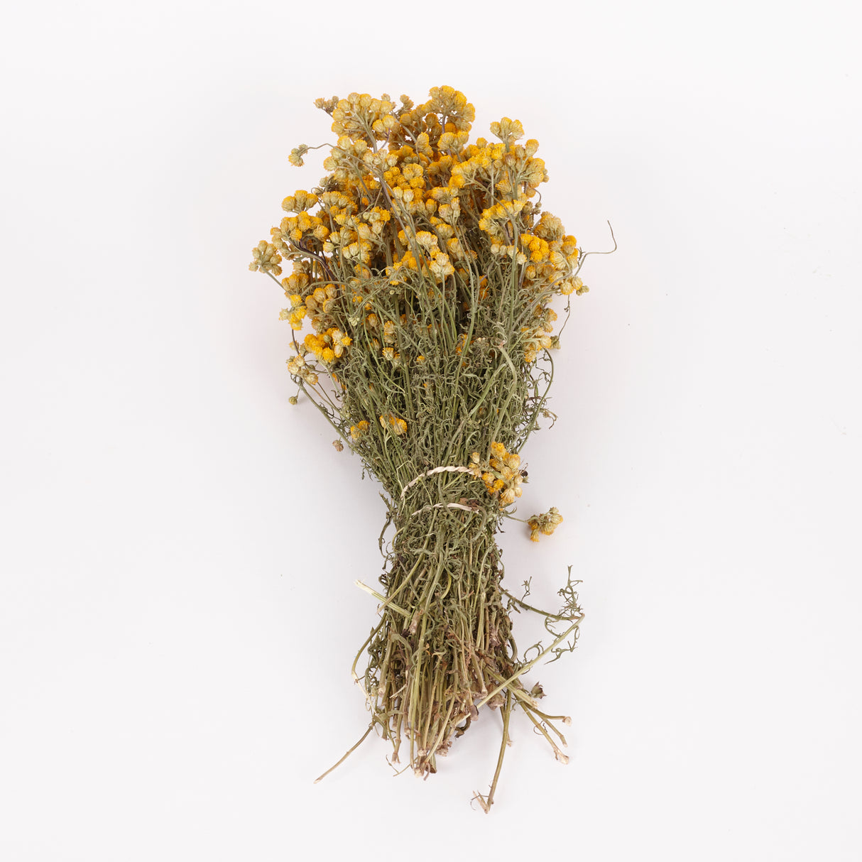 Lona, Dried, Natural Yellow, Bunch