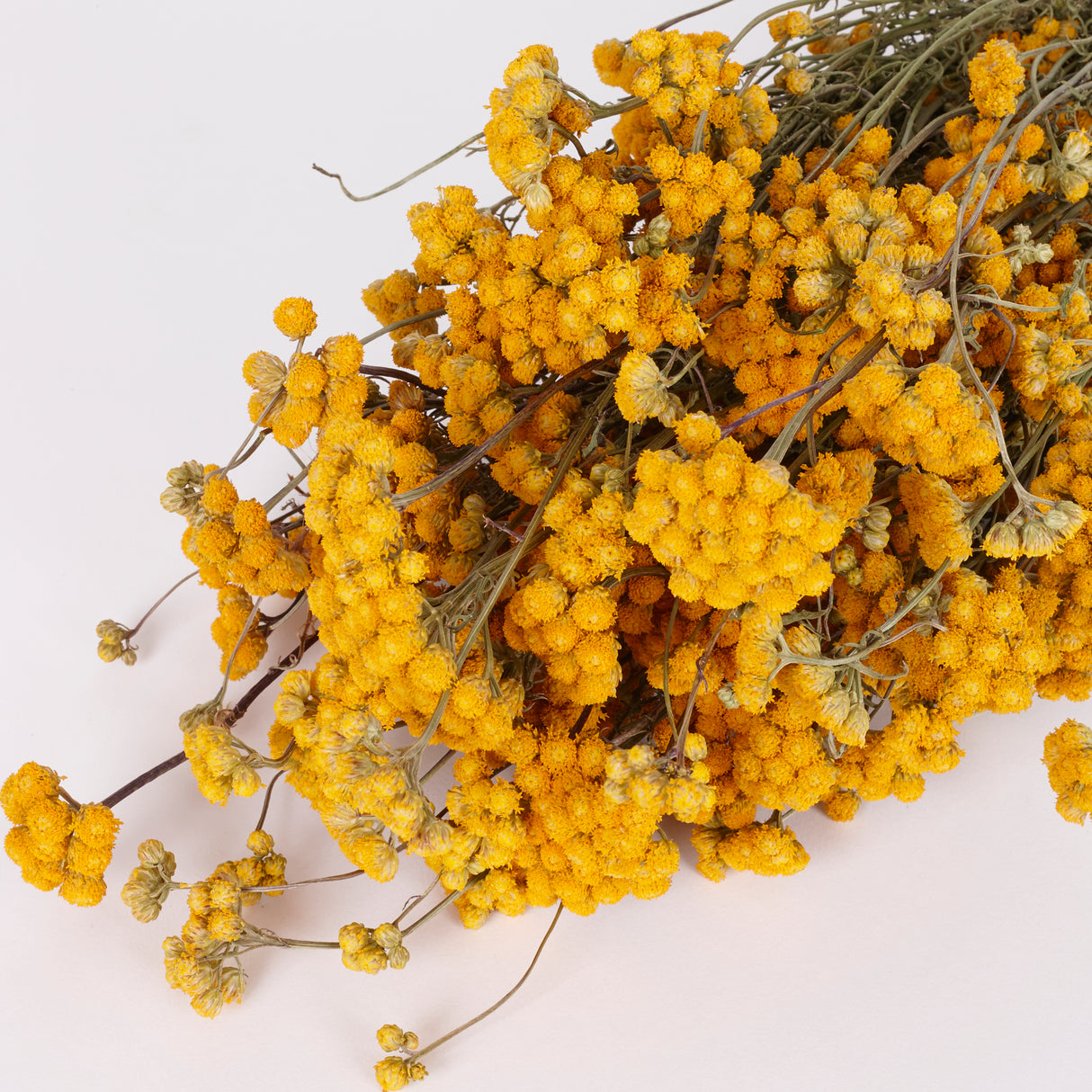 Lona, Dried, Natural Yellow, Bunch