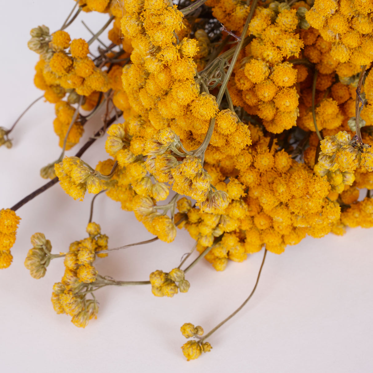 Lona, Dried, Natural Yellow, Bunch