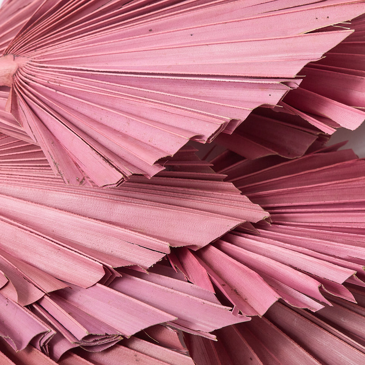 This is a close up of dried palm spear heads, in antique pink colour.