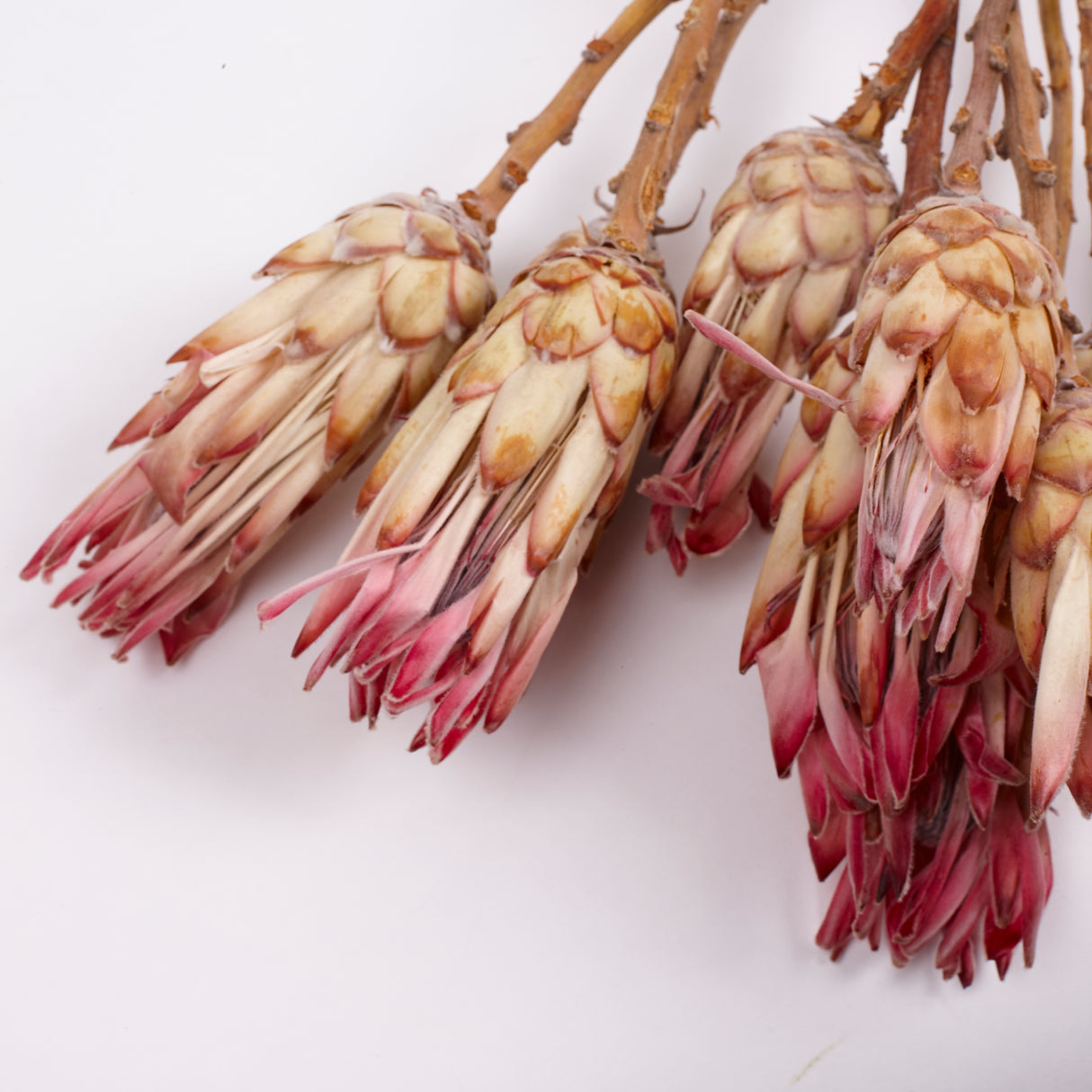 Protea Compacta, Natural Pink, Bunch of 10