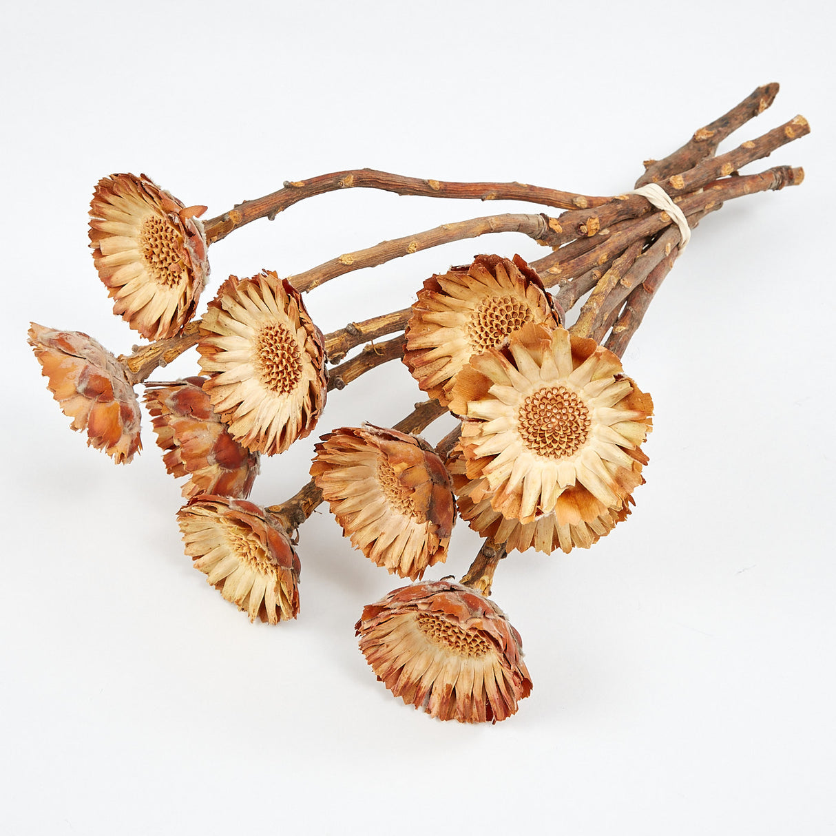 Protea compacta, Rosette, Dried, Natural, bunch x 10