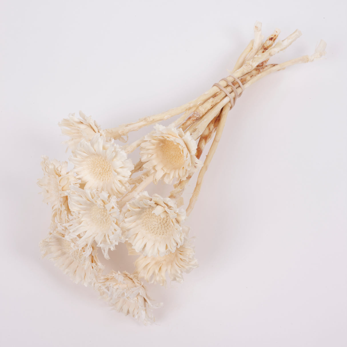 Protea Compacta, Rosette, Dried, Bleached, 10 Stems