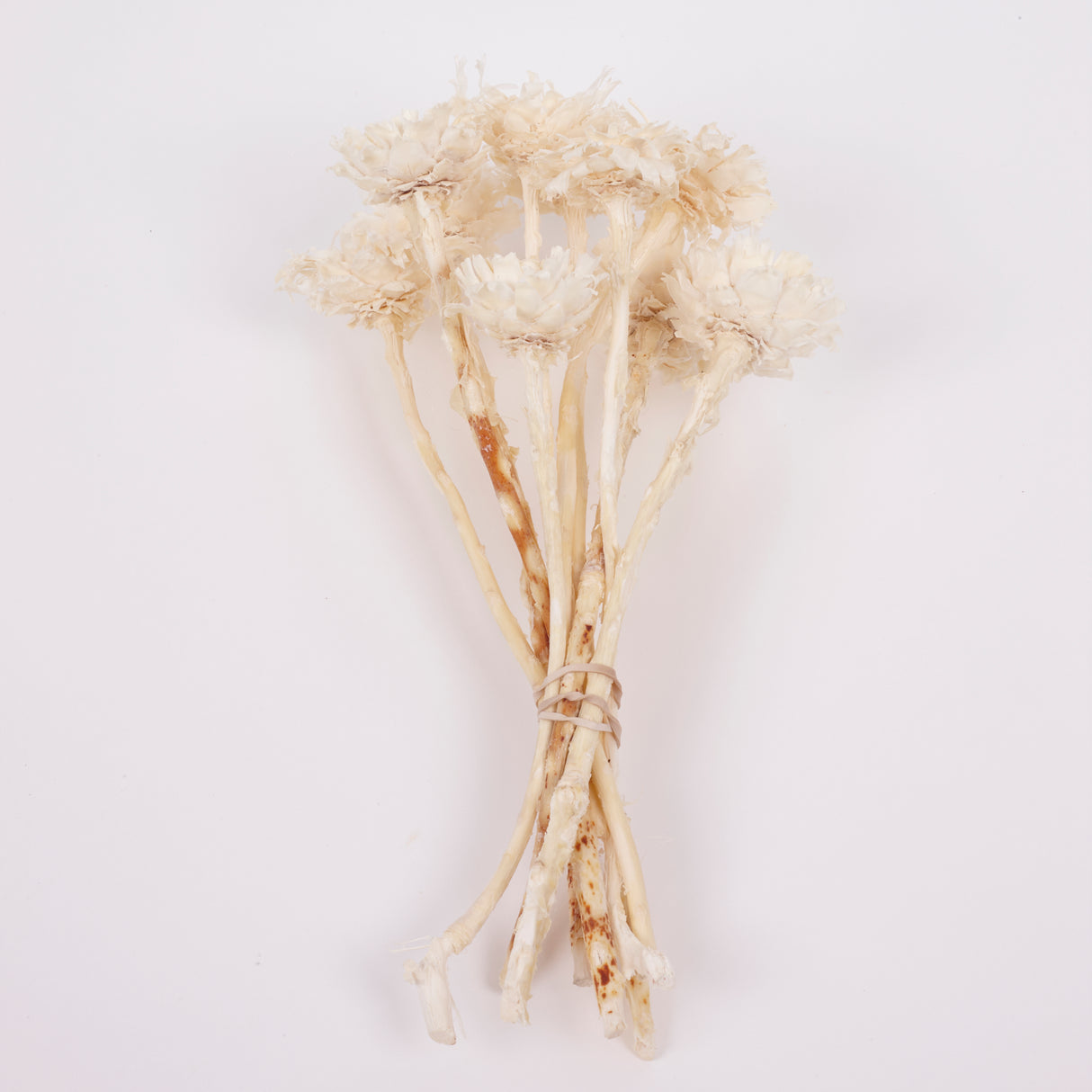 Protea Compacta, Rosette, Dried, Bleached, 10 Stems