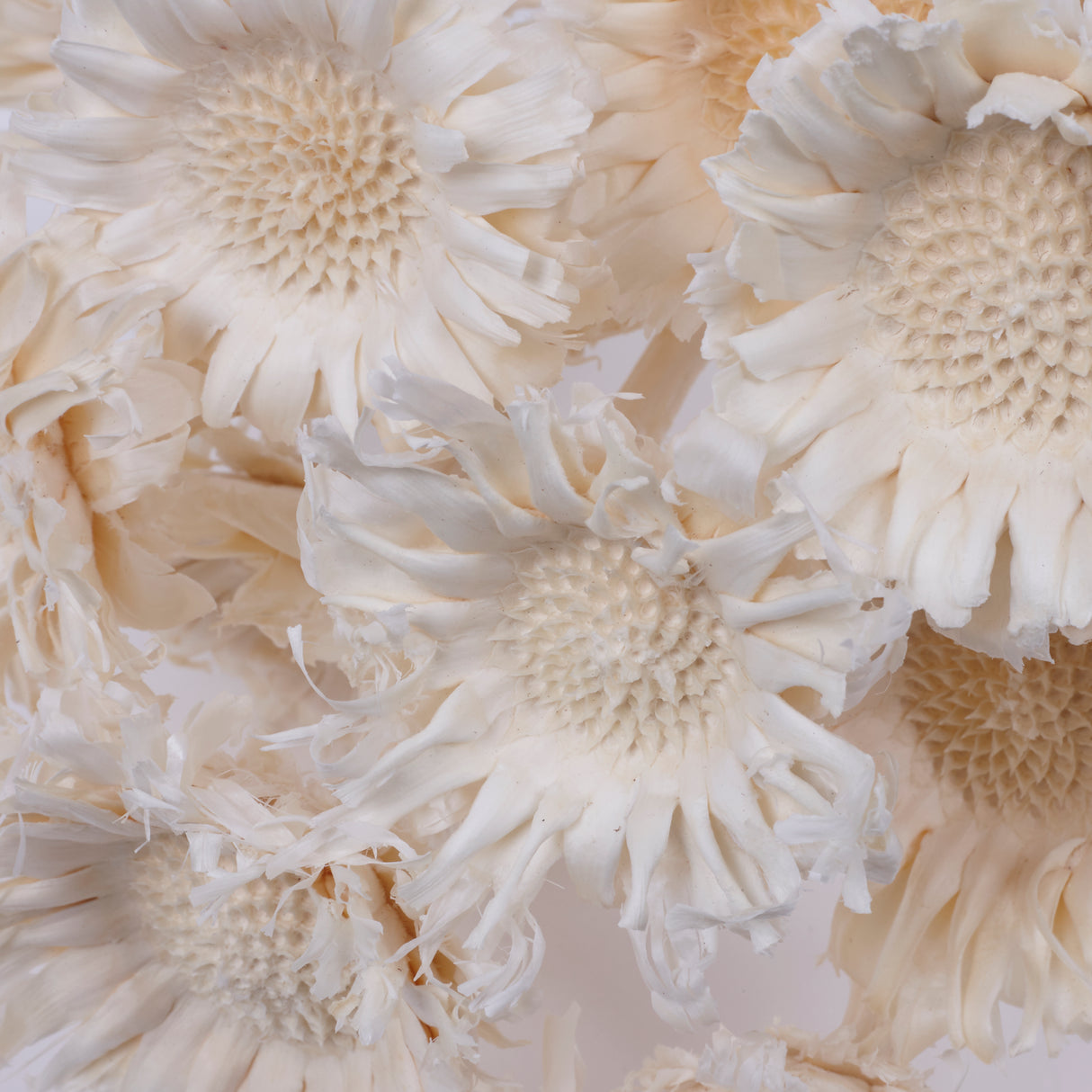 Protea Compacta, Rosette, Dried, Bleached, 10 Stems