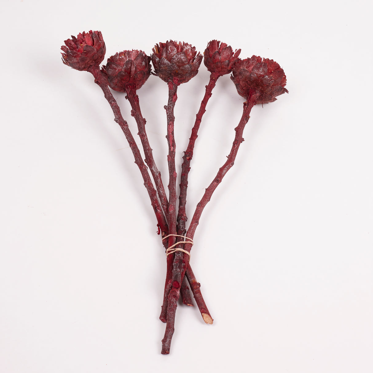 Protea compacta, Rosette, Dried, Metalic Red, bunch x 5