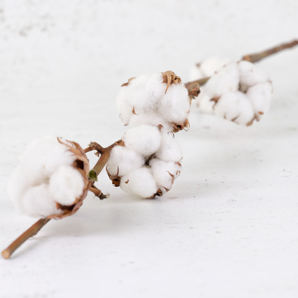 Cotton Branch, 6 heads, per Stem