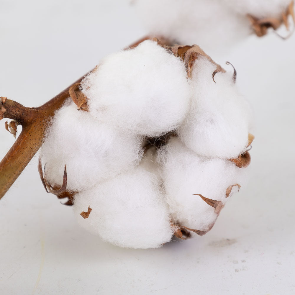 Cotton Branch, 6 heads, per Stem