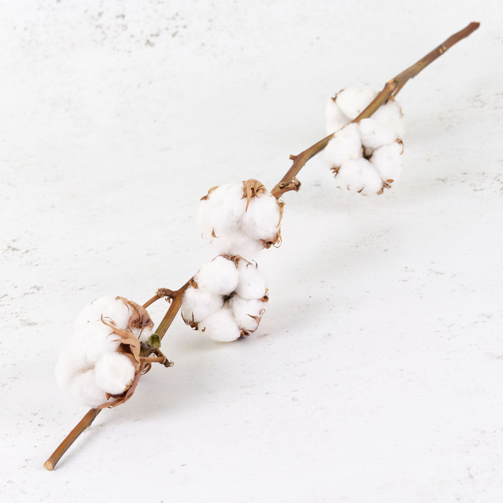 Cotton Branch, 6 heads, per Stem