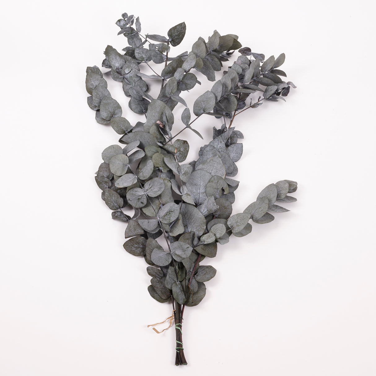 Eucalyptus Cinerea, Preserved, Green, 150g