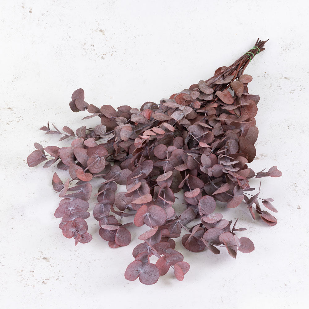 Preserved Eucalyptus Cinerea, Red, 150g