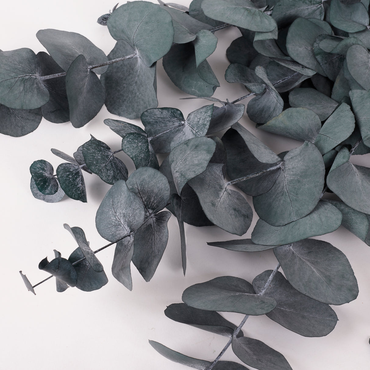 Eucalyptus Cinerea, Preserved, Green/Blue, 150g