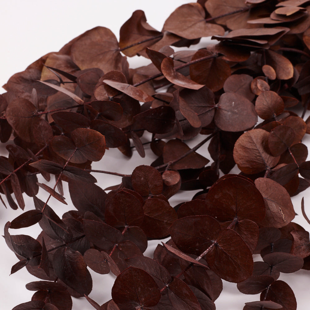 Eucalyptus Cinerea, Preserved, Chocolate, 150g