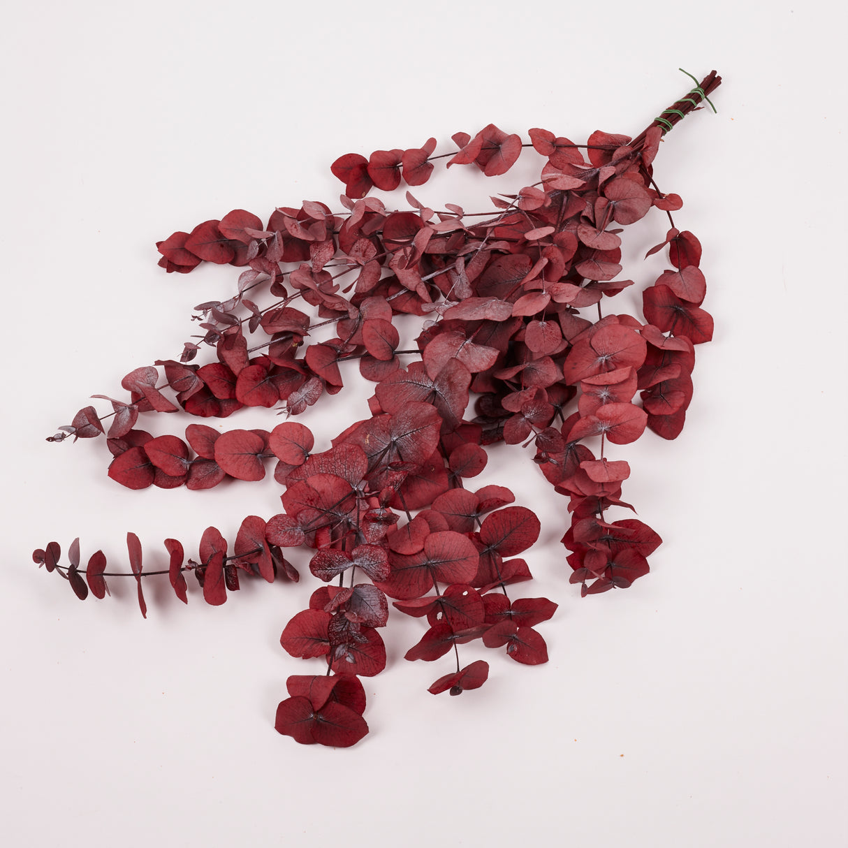 Eucalyptus Cinerea, Preserved, Bright Red, 150g