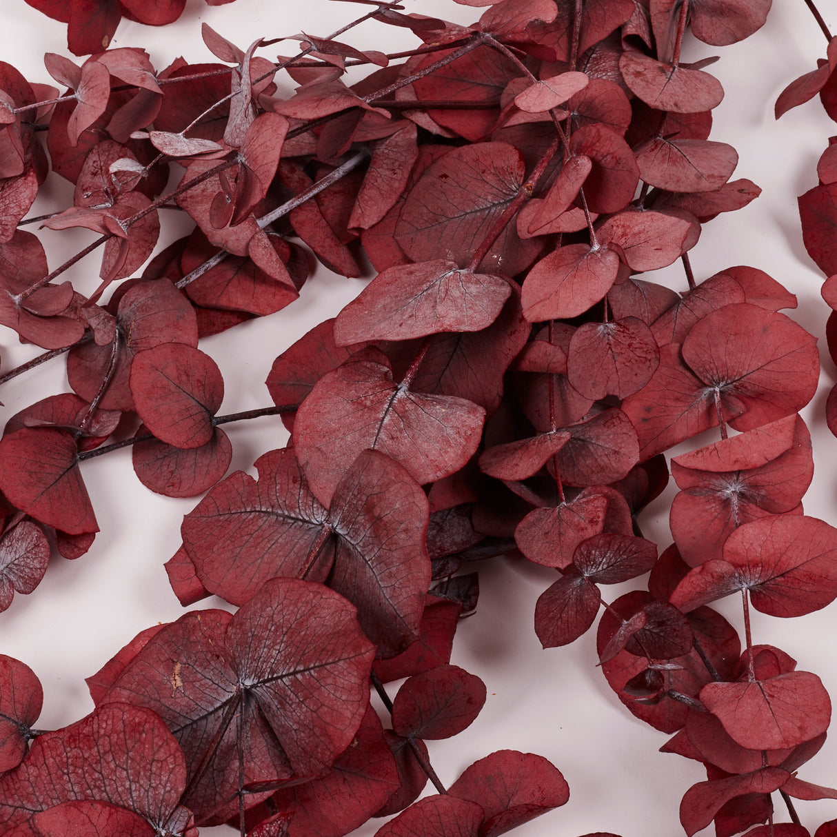 Eucalyptus Cinerea, Preserved, Bright Red, 150g