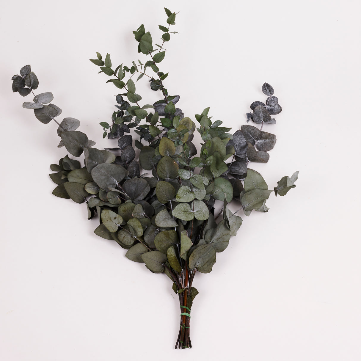 Eucalyptus Cinerea, Preserved, Pale Green/Grey, 150g