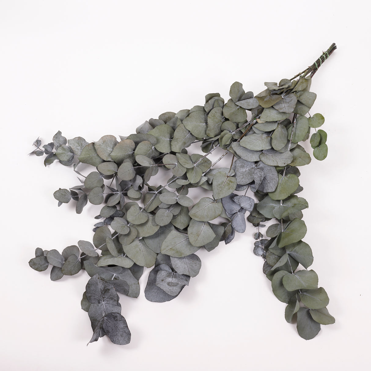 Eucalyptus Cinerea, Preserved, Green, 150g