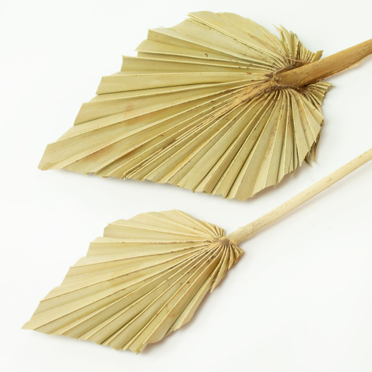 2 sizes of palm spears next to each other. Natural brown