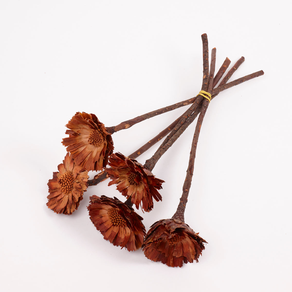 Protea Rosette Repens, Dried, Light Centre, Bunch x 5