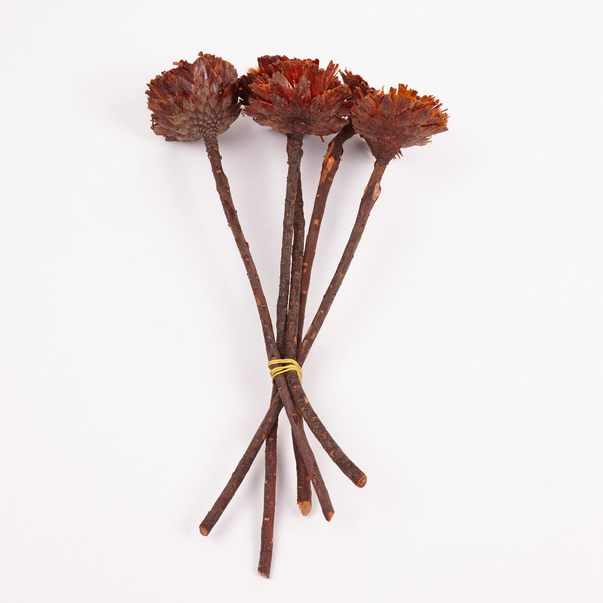Protea Rosette Repens, Dried, Light Centre, Bunch x 5