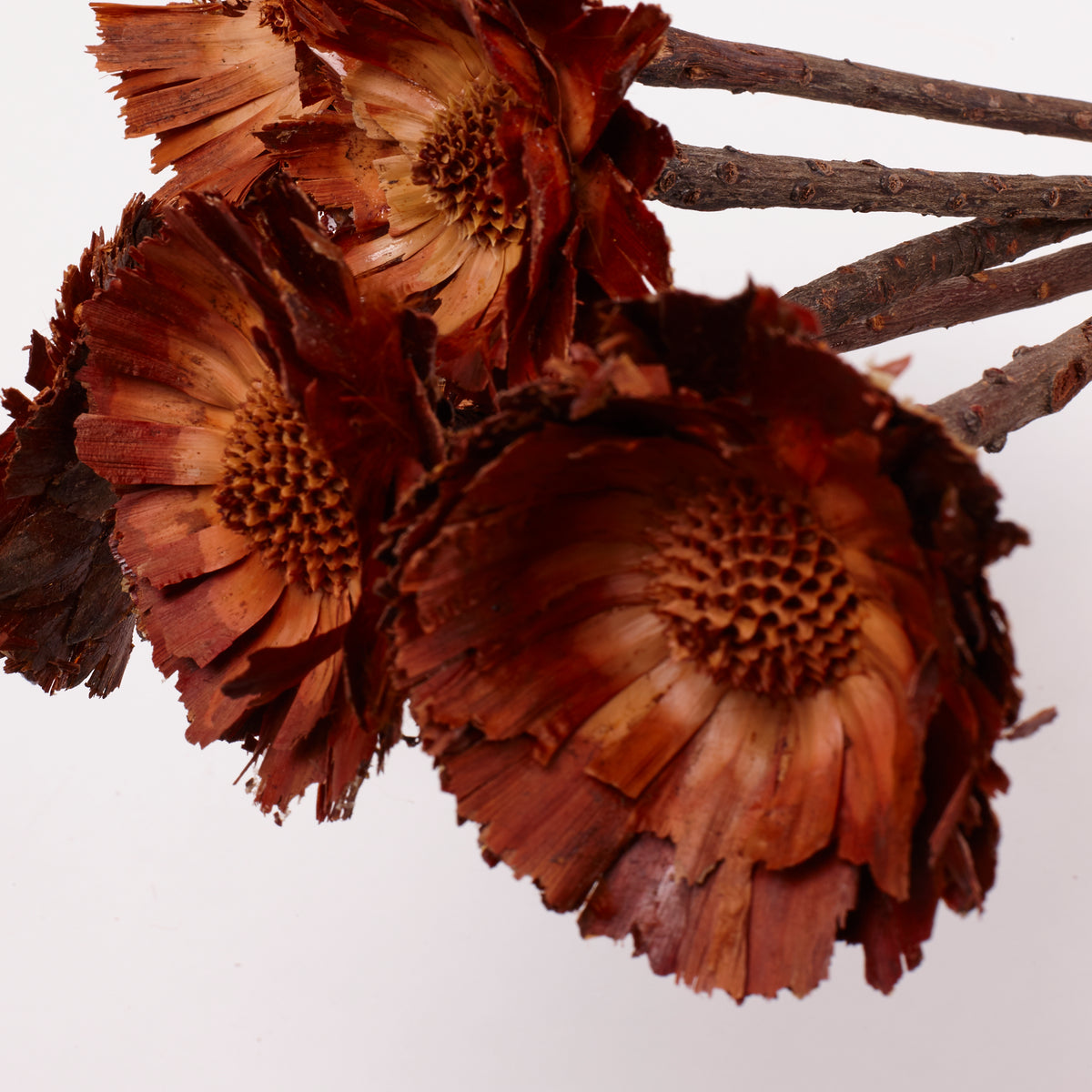 Protea Rosette Repens, Dried, Light Centre, Bunch x 5
